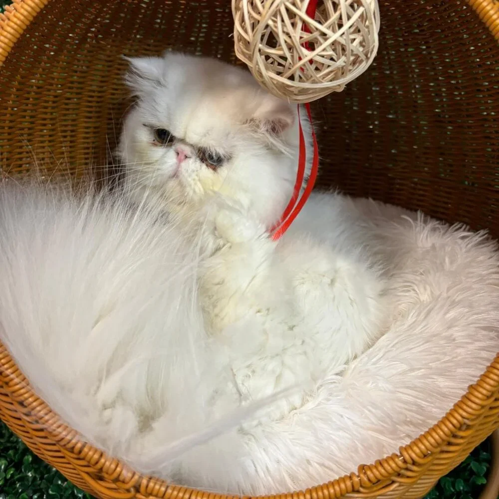 Egg Chair for small pet